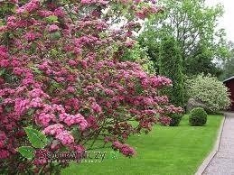 Głóg dwuszyjkowy Paul's Scarlet (obw.8-12cm)