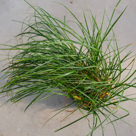 Turzyca piaskowa (C2)