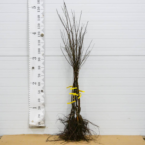 Morela Aramis Shamade Plant Pack