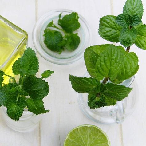 Mięta pieprzowa Lemon Fresh (C2)