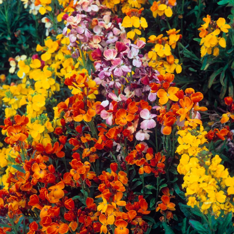 Lak pospolity pachnący letni mieszanka 1g