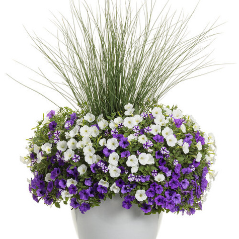 Surfinia Supertunia Mini Vista White samoczyszcząca