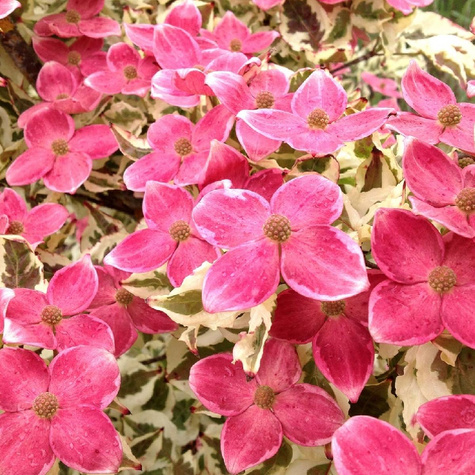 Dereń kousa Akatsuki (C2)