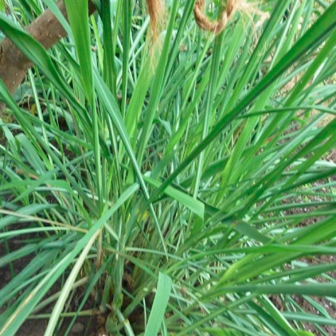 Trawa cytrynowa Palczatka pogięta