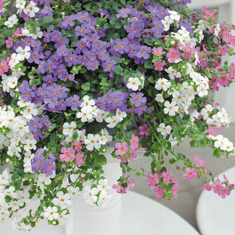 Bakopa Bacopa zwisająca różowa Sutera