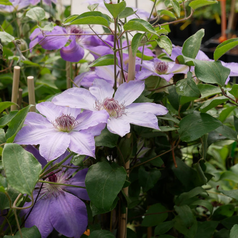 Powojnik Clematis wielkokwiatowy Bałtyk (C2)