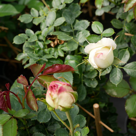 Róża pnąca Eden Rose (C2)