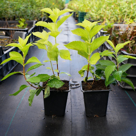 Jaśminowiec wonny Aureus (P9)