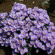 Aster nowobelgijski Dauerblau (C2)