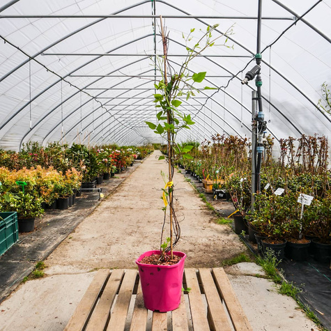 Powojnik Clematis wielkokwiatowy Nelly Moser