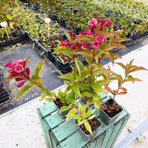 Krzewuszka cudowna Brigela (P9)