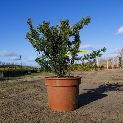 Cis pospolity Repandens