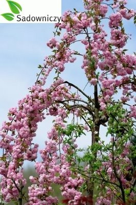 Wiśnia piłkowana Kiku Schidare Zakura pendula