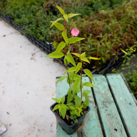 Jaśminowiec wonny Babuni (P9)