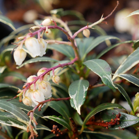Pieris japoński Variegata (C2)