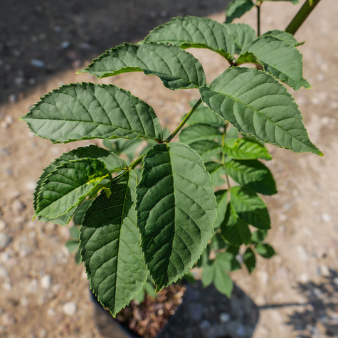 Jesion Wyniosły Drzewo miododajne (C2)