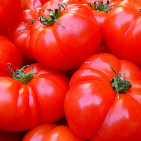 Pomidor gruntowy wysoki Oxheart Bawole serce 0,2g + ZNACZNIK