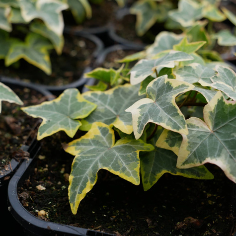 Bluszcz pospolity Golden Child