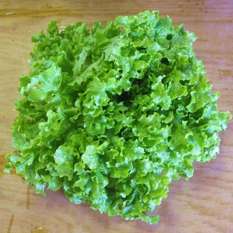 Sałata liściowa Salad Bowl nasiona ekologiczne BIO
