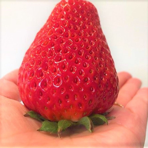 Truskawka El GIGANT średnio wczesna FRIGO