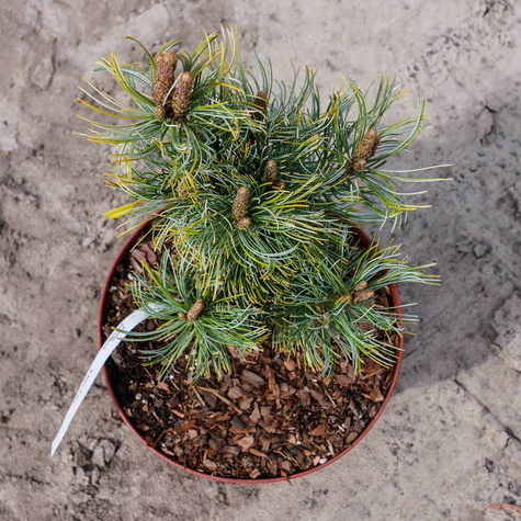 Sosna drobnokwiatowa Dai-ho