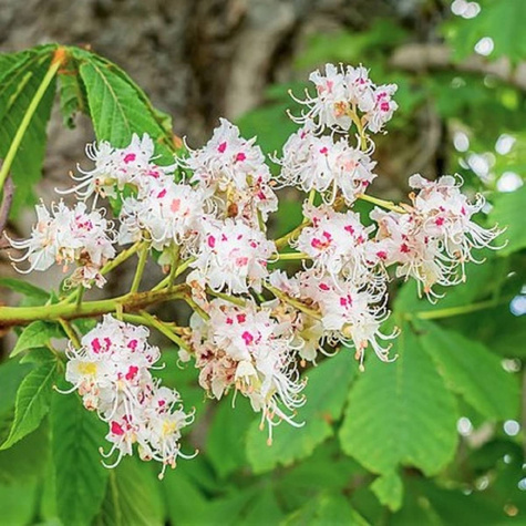 Kasztanowiec zwyczajny miododajny (C2)