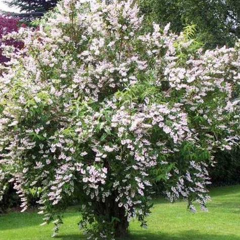 Żylistek szorstki Codsall Pink (C2)