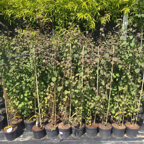 Grujecznik japoński (C2)