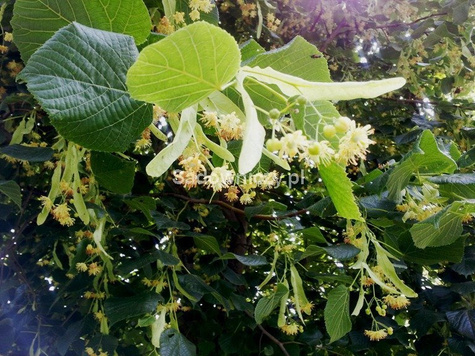 Lipa drobnolistna Erecta