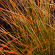 Turzyca ceglasta Prairie Fire (P9)