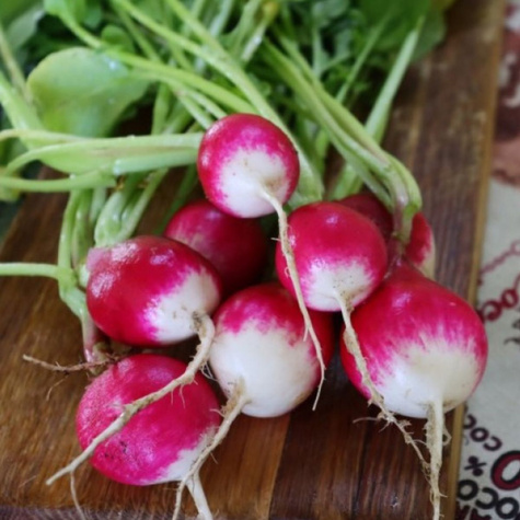 Nasiona otoczkowane Rzodkiewka Krakowianka 300 ziaren