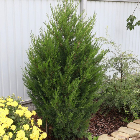 Jałowiec chiński Spartan