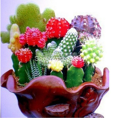 Kaktusy mieszanka 0,3g