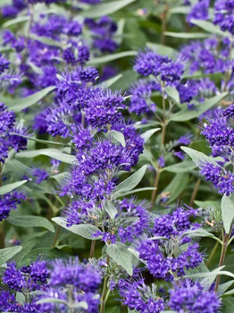 Barbula klandońska Ferndown (C2)