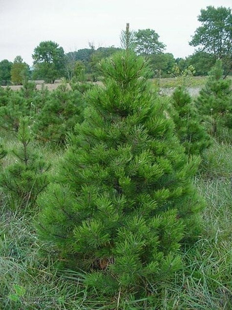 Sosna czarna 80-140 cm