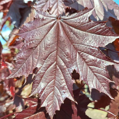 Klon pospolity Crimson King kolumnowy (C20)