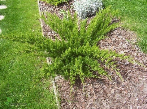 Jałowiec pośredni Mint Julep (C2)