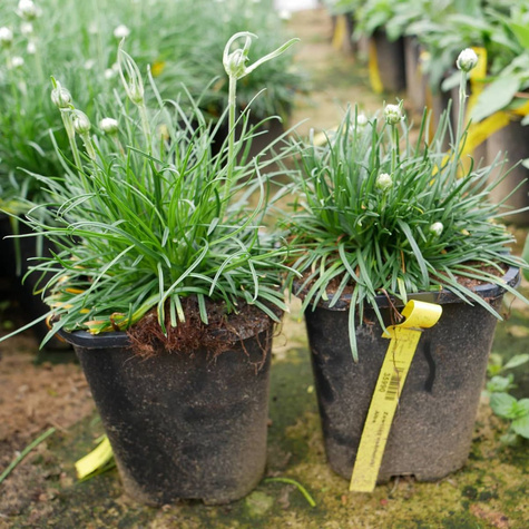 Zawciąg nadmorski Alba zimozielony obfite kwitnienie (C2)