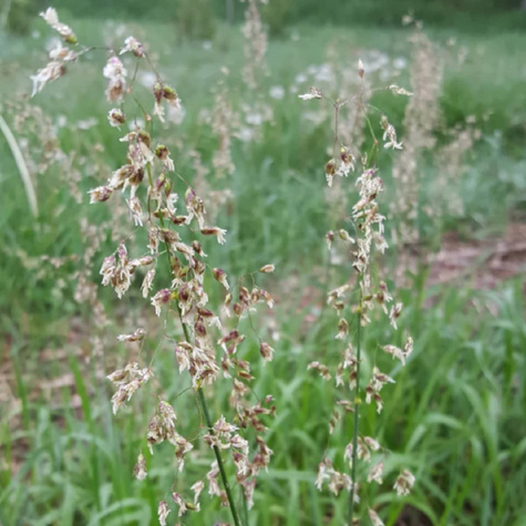 Turówka wonna Żubrówka