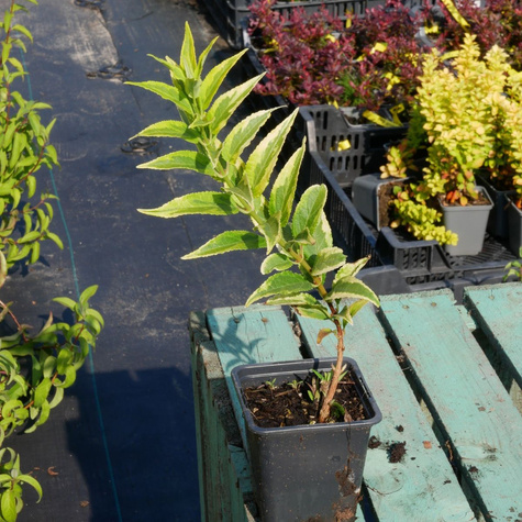 Żylistek szorstki Variegata (P9)