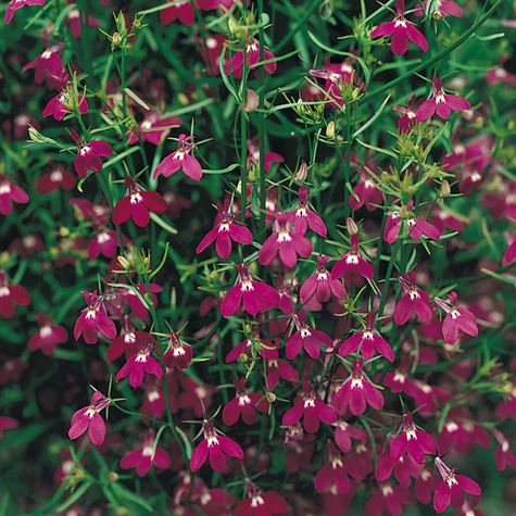 Stroiczka-Lobelia Rosamund karminowa 0,3g