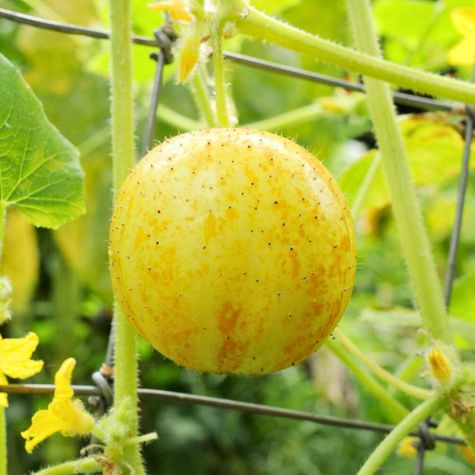 Ogórek gruntowy ozdobny i jadalny Lemon 1,5g