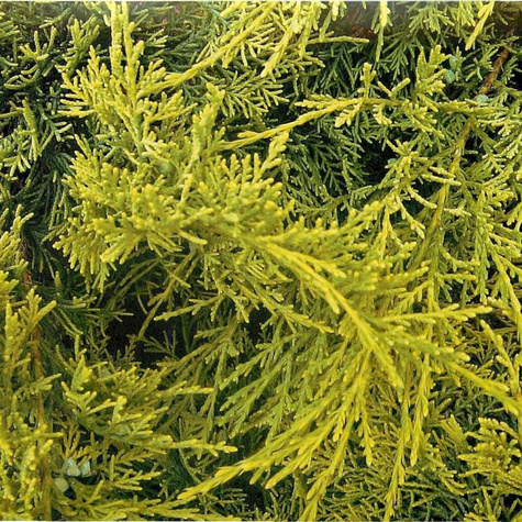 Jałowiec wirginijski Golden Spring