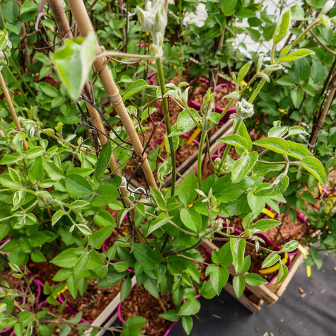 Powojnik Clematis wielkokwiatowy Piilu