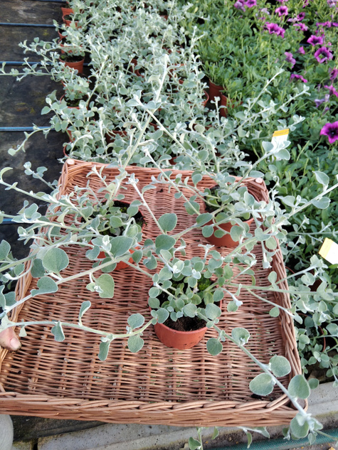 Kocanka włochata Silver "Srebrna Mgła"