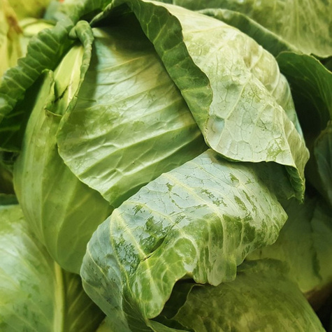 Kapusta głowiasta biała KALINA F1 1+0,5g