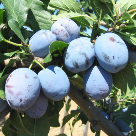 Śliwa Yoganta Plant Pack