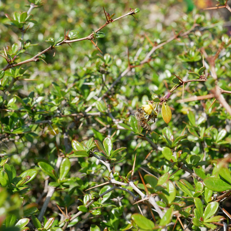 Berberys thunberga Green Jewel