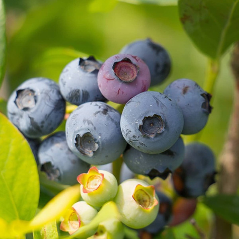 Borówka amerykańska BLUECROP średniowczesna