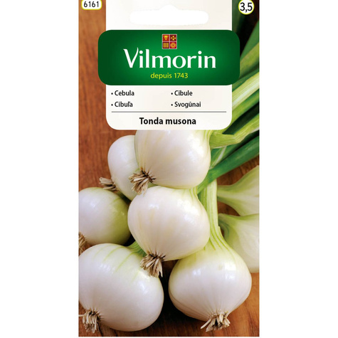 Cebula biała Tonda Musona średniopóźna 2g